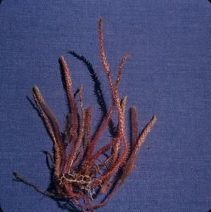 [Selaginella deflexa close-up at Moloka'i Island, United States]