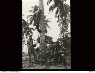 Siar, New Guinea. 1944-06-28. Signallers of Headquarters, 15th Infantry Brigade, erecting a line on a coconut palm. Identified personnel are: VX118753 Signaller G. Naylor; VX136204 Signaller C. W. ..