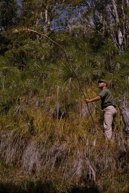 [Bill Stent holding plant in Kōkeʻe State Park, United States]