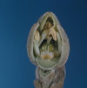 [Pelea magnifolia cross-section in Auwahi Forest, United States]