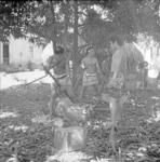 Food preparation, cooked pigs