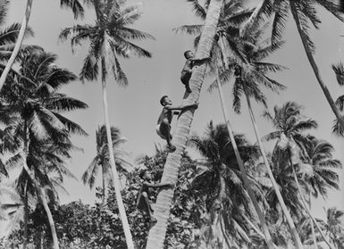 [Three boys climbing a palm tree]