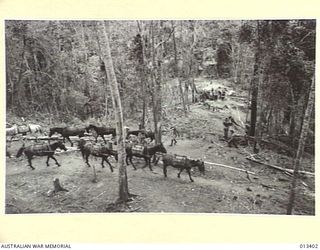1942-10-09. A PHOTOGRAPH TAKEN ALONG THE TRACK LEADING TO A SUPPLY CENTRE IN THE NEW GUINEA JUNGLE. A STRING OF PACK PONIES IS RETURNING TO THE CENTRE FOR FURTHER LOADS OF STORES AND AMMUNITION. ..