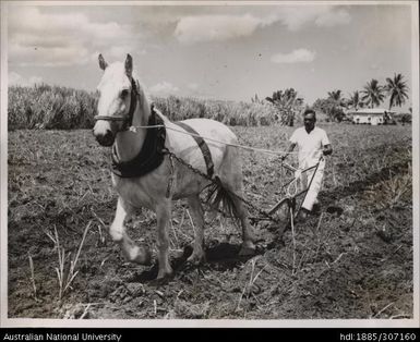 Farmer and horse cultivating cane crop