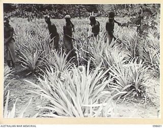 BULOLO, NEW GUINEA. 1945-10-17. NATIVES WORKING IN THE PINEAPPLE PATCH, PART OF THE FRUIT PLANTATION OPERATED BY MEMBERS OF 5 INDEPENDENT FARM PLATOON