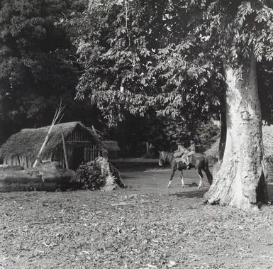 Longoteme, Tonga 1963