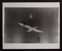 Thalasseus bergii (Crested tern), 1964