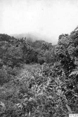 Landscape, Village, Shrub, Trees, Photography, View