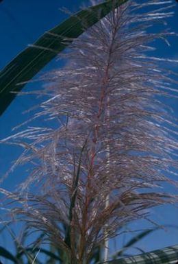 [Unidentified light pink, feathery plant close-up on Kauai Island, United States]