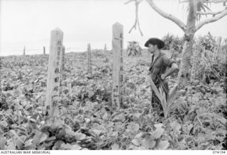 HANSA BAY, NEW GUINEA. 1944-06-21. NX120941 PRIVATE G.F. GATES, 4TH INFANTRY BATTALION, LOOKING OVER A JAPANESE CEMETERY ON THE BEACH