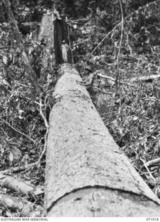 LAE, NEW GUINEA. 1944-03-30. VX108363 LIEUTENANT H.N. DEVESON (1), AND QX23749 CORPORAL N.A. CAMERON (2), MEMBERS OF 59TH CORPS FIELD PARK COMPANY ALONGSIDE A KWIELA LOG MEASURING 90 FEET IN ..