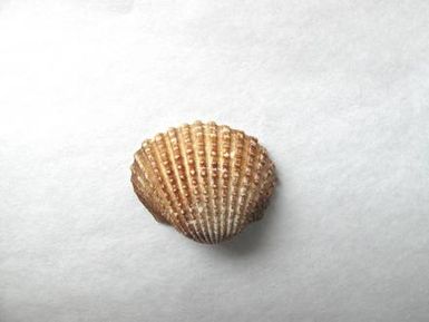 shell