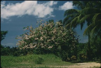 Pink cassia, Sohano : Buka Island, Bouganville, Papua New Guinea, 1960 / Terence and Margaret Spencer