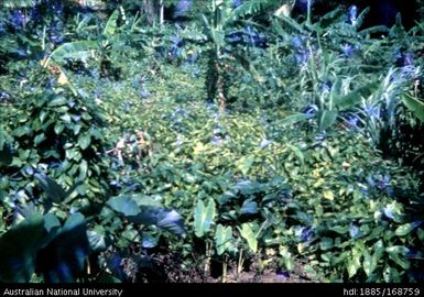 Yam garden - Kaparoka