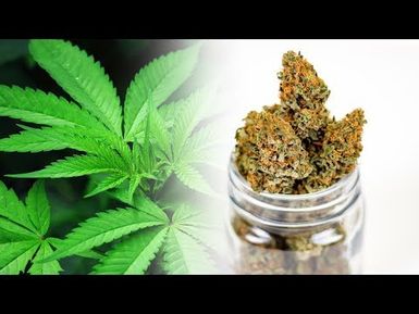 Recreational Marijuana | Insights on PBS Hawai'i