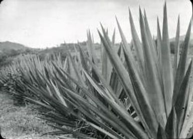 Sisal Bahamas - Hawaii - E. Africa