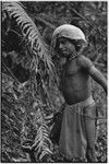 Hunting: in forest, Akis with length of vine and a machete