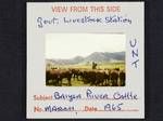 Cattle, Government Livestock Station, Baiyer River, Mar 1965