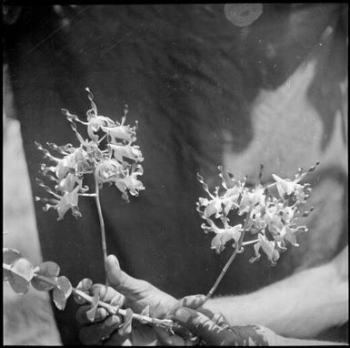 New Guinea orchids on two stems, Rabaul, New Guinea, ca. 1936 / Sarah Chinnery