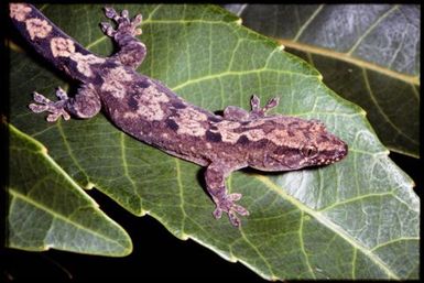 Gecko sp.