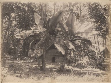Banana plants in Lukunor, 1886