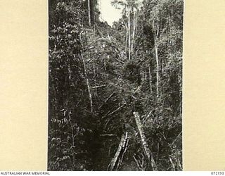 NEW GUINEA. 1944-04-03. NATIVE CARRIERS FROM 23RD LINE SECTION, 18TH LINES OF COMMUNICATION SIGNALS DESCEND A STEEP GRADIENT BETWEEN CAMP 88 AND JAP LADDER CAMP SITUATED ON THE ROUTE FROM OWERS' ..