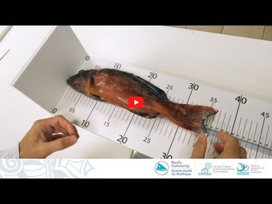 Échantillonnage biologique de poissons récifaux : Préparation à la dissection