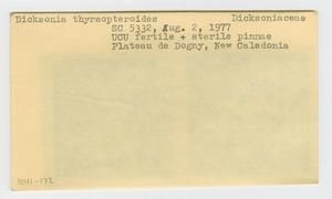 [Dicksonia thyrsopteroides in New Caledonia, envelope IE41-172]