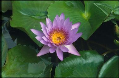 Single purple water lily