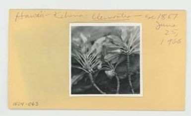 [Clermontia in Hawaii, envelope IE24-063]