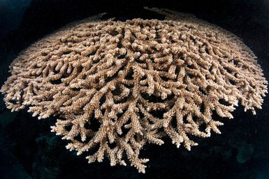 Acropora sp. (Hard Coral) at Ogea Levu, Fiji during the 2017 South West Pacific Expedition.