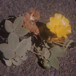 [Gossypium tomentosum close-up at Kauai Island, United States]