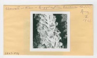 [Argyroxiphium kauense in Hawaii, envelope IE27-021
