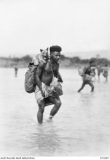 A native carrier, attached to the 35th Infantry Battalion, crosses the river with his dog on his back during the unit's advance along the coast towards Wewak