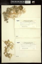 Caulerpa urvilliana
