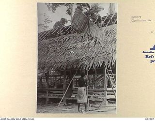 TOROKINA, BOUGAINVILLE. 1945-05-31. NATIVE HANDING SAK- SAK TO HIS FELLOW WORKERS ON THE ROOF. SAPPER WITING, 10 FIELD COMPANY ROYAL AUSTRALIAN ENGINEERS (1), IS DIRECTING WORK ON THE ROOF OF ..