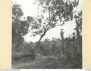 ZENAG, NEW GUINEA, 1944-02-28. ONE OF THE GIANT TREES BEING FELLED ALONG THE ROAD FIFTY SEVEN AND THREE QUARTERS MILES FROM WAU. THE AUSTRALIAN NEW GUINEA ADMINISTRATIVE UNIT REPRESENTATIVE IN THE ..