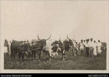 Nadi Agricultural Show