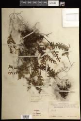 Hymenophyllum inaequale