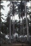 Horse under coconut trees, Siar Plantation