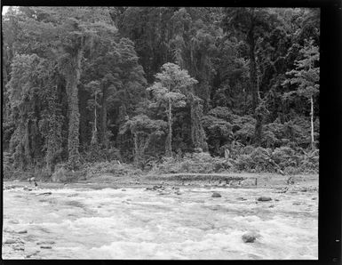 View of local Bougainville Islanders crossing a large mountain river with jungle beyond, North Solomon Island group