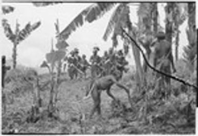 Pig festival, singsing preparations, Tsembaga: decorated men play kundu drums and dance, men on right begin to clear dance ground