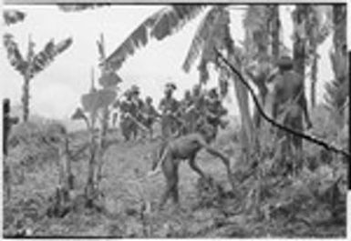 Pig festival, singsing preparations, Tsembaga: decorated men play kundu drums and dance, men on right begin to clear dance ground