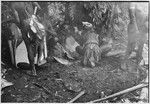 Pig festival, uprooting cordyline ritual, Tsembaga: marsupial meat and pandanus fruit, associated with red spirits of the high ground, are placed in leaves for cooking