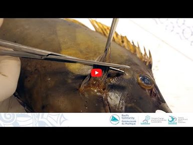 Échantillonnage biologique de poissons récifaux : Prélèvement des nageoires pectorales