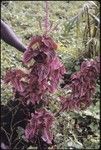 Pacific island plant