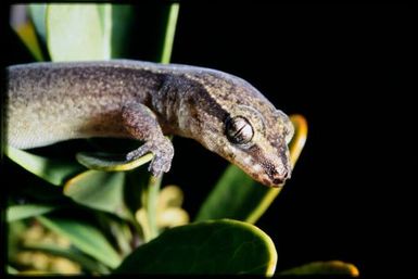 Gecko sp.