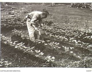NEW GUINEA, 1942-08-03. TO MAINTAIN A REGULAR SUPPLY OF GREEN VEGETABLES, TROOPS IN OUTLAYING POSTS IN NEW GUINEA, HAVE WRITTEN HOME TO THEIR FOLKS FOR SEEDS OF THE VARIOUS VARIETIES OF GREEN ..