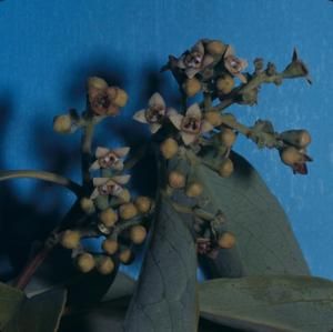 [Santalum paniculata close-up from Ka‘ūpūlehu, United States]