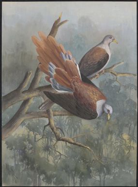 Fruit pigeon Reinwardii oenas, Papua New Guinea, 1917 / Ellis Rowan